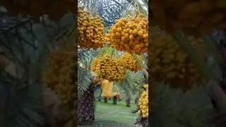 Omg 😳 so many dates in dates tree 🌴🌴#shorts