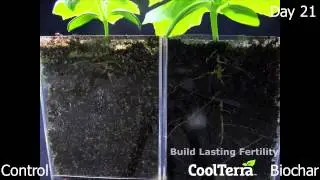 Blue Sky Biochar Timelapse Cucumber By Cool Terra