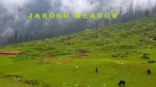 Jarogo meadows