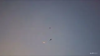 Dove hunt