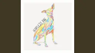 Hairless dog