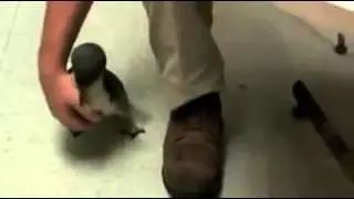 This is what happens when you tickle a penguin.