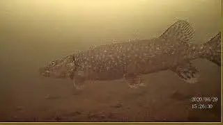 20200629 152619 00000038 00N