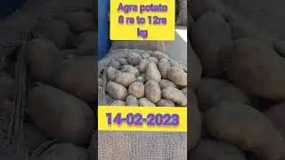 Agra potato rate today hyderabad #bowenpally #dailymarket #potatoratetoday