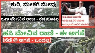 ಸಾಕಾಣಿಕೆಯಲ್ಲಿ ನನ್ನ 30 ವರ್ಷದ ಅನುಭದಿಂದ ಕುರಿ, ಮೇಕೆಗೆ ಸೂಕ್ತ ಮೇವಿನ ಮಾಹಿತಿ