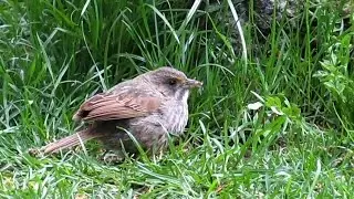 Seaside Sparrows in Clinton Cove Park, NYC