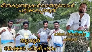 2 kg തൂക്കം വരുന്ന ഒറിജിനൽ ചിത്രലാട തിലോപ്പിയകുഞ്ഞുങ്ങൾ /Thrissur mekkara fish farm #youtube #fish