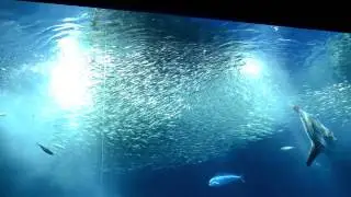 Sardine Swarm
