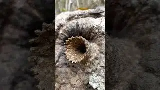 Melipona seminigra,  uru&ccedil;u-boca-de-renda-preta, uru&ccedil;u-preta #abelhas #bee #brasil #viral