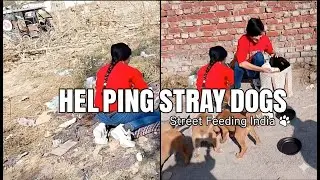 Let&rsquo;s be the voice for those who cannot speak. Feeding Stray Dogs #savestreetdogs #love  #youtube