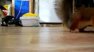 Funny Squirrel Alf is running and jumping on the floor / Забавная белка Альф бегает и прыгает