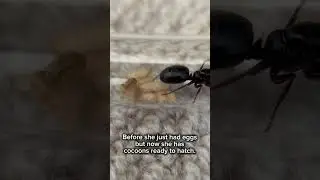 Update 2 on my Camponotus Modoc queen ant! #ant #insects #queenant #egg