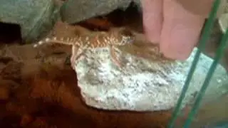 Chondrodactylus angulifer-Giant ground geckos pair
