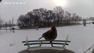 Male Cardinal meets beautiful Female Northern Cardinal at the bird feeder