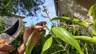 Pruning Spirit of 76 Mango Tree