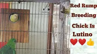 Red Rump Grass Parakeet Breeding || Lutino Rump Chick