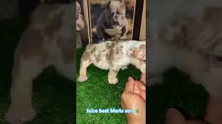Merle juice son 🤯🤯 #trendingshorts #cbkennels #viralvideo #viralshorts #trendingvideo #viralreels
