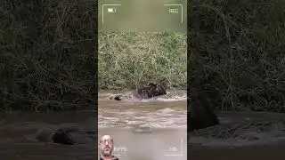crocodile attack #wildlife #wildanimals #animals #viral #trending #shorts #viralshorts