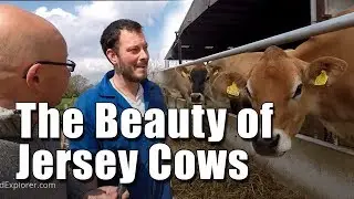 Robotic Milking and Jersey Cows