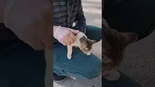 How does a friendship with a kitten begin?#shorts#babycat#meowing#friendship#kitten#babymeowing#cute