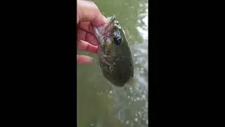 Catch & Free!! #shorts #bassfishing #fish  #basspumping #fishing #bass #fishing  #bassfish