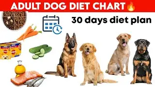 Adult dog diet chart / complete feeding Guide ( adult dog diet ) | what to feed | how much to feed