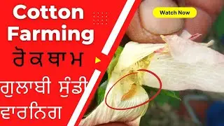 Red alert ! Pink boll worm cotton pest control in early time
