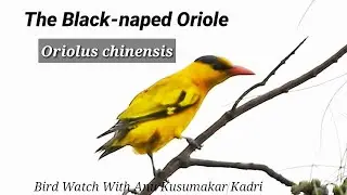 #Black-naped oriole #Oriolus chinensis #黑枕黄鹂 #นกขมิ้นท้ายทอยดำ #Kicau burung Kepodang