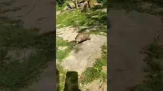 Tospağa