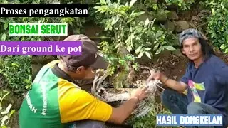 Proses Pemindahan Bonsai Serut Hasil Dongkelan Dari Ground Ke Pot