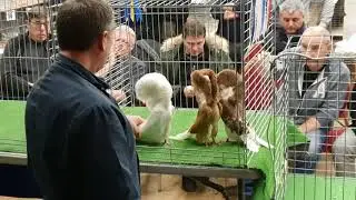 Jacobin Judging  Clint Robertson at The British Jacobin club show 2019