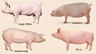 Ingurube nziza cyane zifunze amezi 4 zivutse gusa 