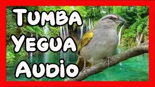 Original audio para enseñar Tumba Yegua, estimula su canto con este sonido/ TUMBA YEGUA Cantor.