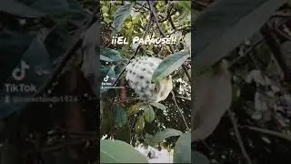 ¡¡El Papáuse!!