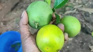 The Joys of Fruit Picking. Home grown Mosambi - Citrus limetta