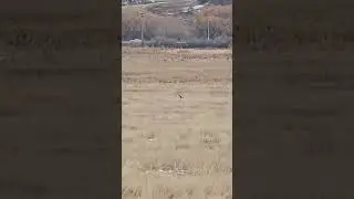 #clip Swan Lake - Vernon BC Canada #hiking #bird #birding #hawk #hunter  #harrier  #nature #shorts