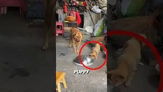 Mother dog carefully lifts the lid to feed her hungry puppy ❤️ #dog