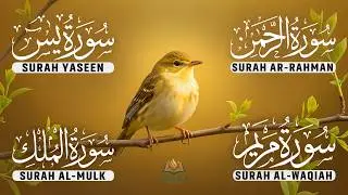 Calm Your Heart with Quran | Surah Yaseen | Rahman | Waqiah | Mulk | Reciter Ashraf Hussain 06