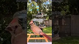 #birds #birdfeeder #nature #birdfood #birdfeeding #livebirdstream #birdlovers #wildlife #cardinal
