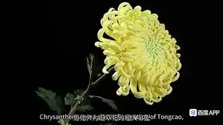 China's Intangible Cultural Heritage - Flowers That Never Fade