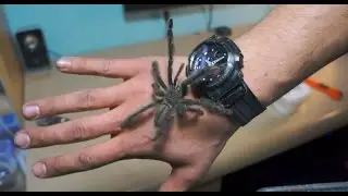 Unpacking dorosłego samca Psalmopoeus irminia