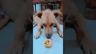 Dog eat pani puri #varuneditz