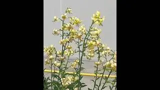 Lilia Martagon złotogł&oacute;w Lilium 'Golden Morning' 🥀 Zobacz jak wygląda🌱 - CEBULE kt&oacute;re KWITNĄ -