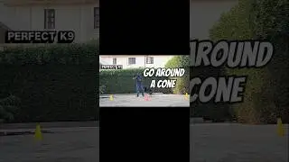 Go Around Cone Training | Advanced obedience Dog Trainer Usman #shorts #fyp #dog #viral