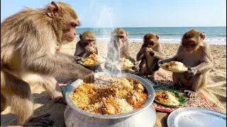 Monkeys Eating Chicken Biryani on Beach! 🐒🍗 (Unbelievable)