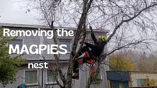 Cutting Down the Magpies Nest
