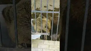 С добрым утром друзья!!! #медведь  #zoo #tiktok #top #video #story #sorts #приколы #юмор #живое