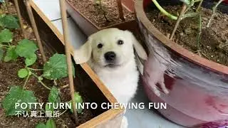 Day7: My puppy turned mat upside down, hair dryer and nail grinder 第7天:小金毛喜欢翻垫子，吹风机脱敏，磨指甲