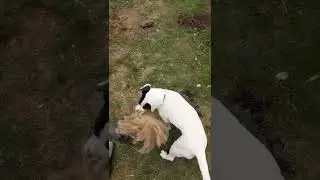 Milla g&aring;r amok 😊
