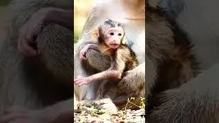 Elsa teaching Ellen how to support baby monkey Eden learn to walk return back to mom. How?